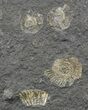 Dactylioceras Ammonite Cluster - Posidonia Shale #52899-1
